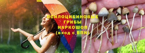 хмурый Белокуриха